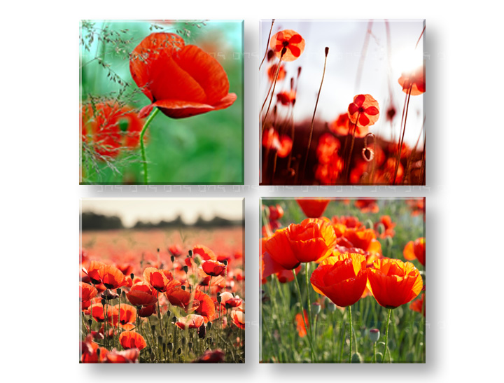 Пана за стена Meadow of poppy poppies 4- части Колаж XOBKOL17E42