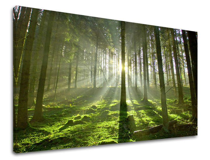 Картина за стена ДЪРВЕТА 60x90 cm
