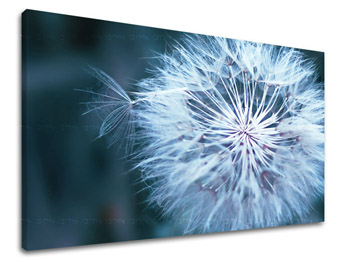 Картина за стена FLOWERS PÚPAVA KV086E11