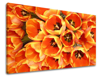 Картина за стена ЦВЕТЯ TULIPÁNY KV026E11