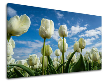 Картина за стена ЦВЕТЯТА TULIPANS KV040E11