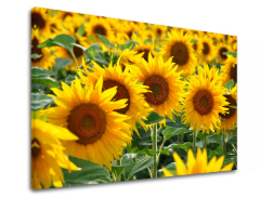 Картина за стена YELLOW FLOWERS_168-11